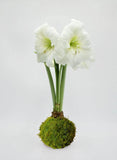 Amaryllis Bulbs
