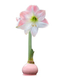 Amaryllis Bulbs
